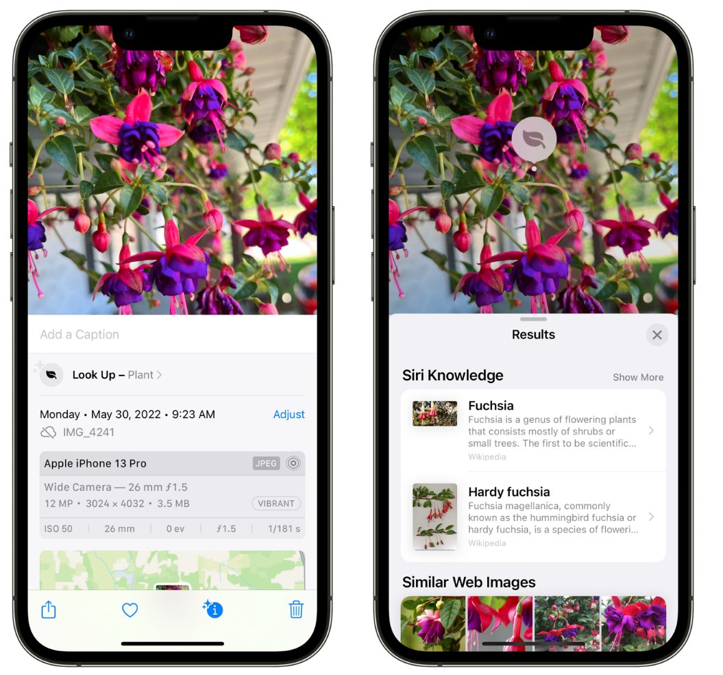邛崃苹果手机维修分享小技巧：使用 iPhone 相机识别花卉植物 